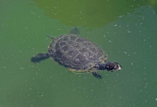 Trachemys nebulosa