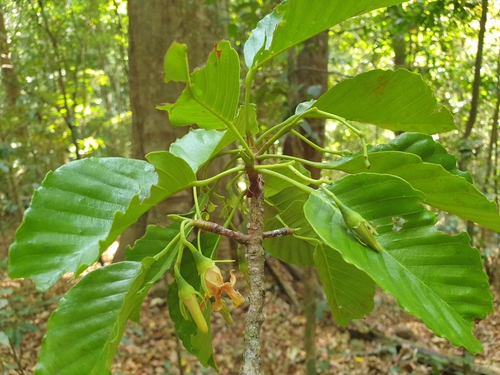 Dipterocarpus indicus · iNaturalist