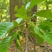 Dipterocarpus indicus - Photo (c) Navendu Page, כל הזכויות שמורות, הועלה על ידי Navendu Page