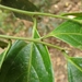 Anacolosa densiflora - Photo (c) Navendu Page, todos los derechos reservados, subido por Navendu Page