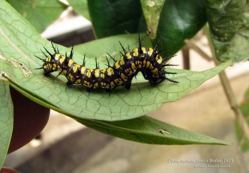 Mexican Silverspot