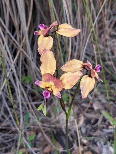 giant donkey orchid (Diuris amplissima)