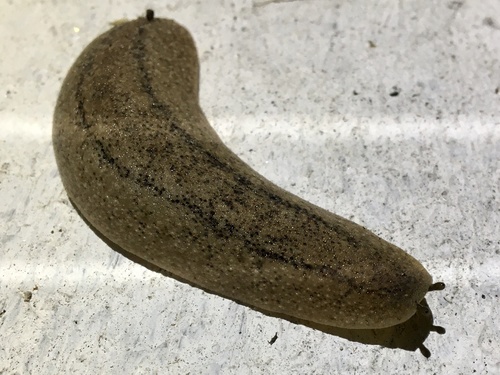 Tan Leatherleaf Slug