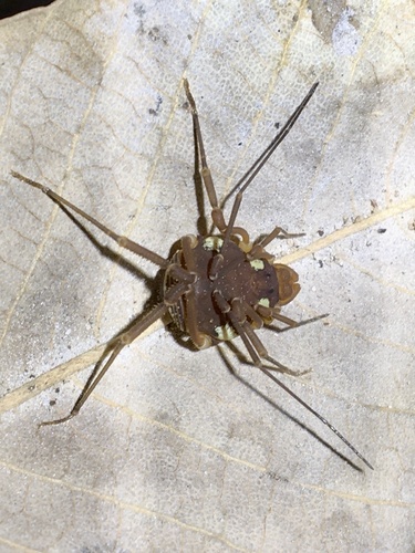 Erginulus roeweri