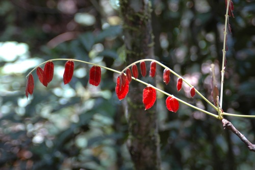 Itchpod