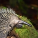 Echidnas - Photo (c) mark_spence, all rights reserved, uploaded by mark_spence