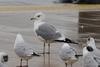 Russian Common Gull - Photo (c) Tommaso Renzulli, all rights reserved, uploaded by Tommaso Renzulli