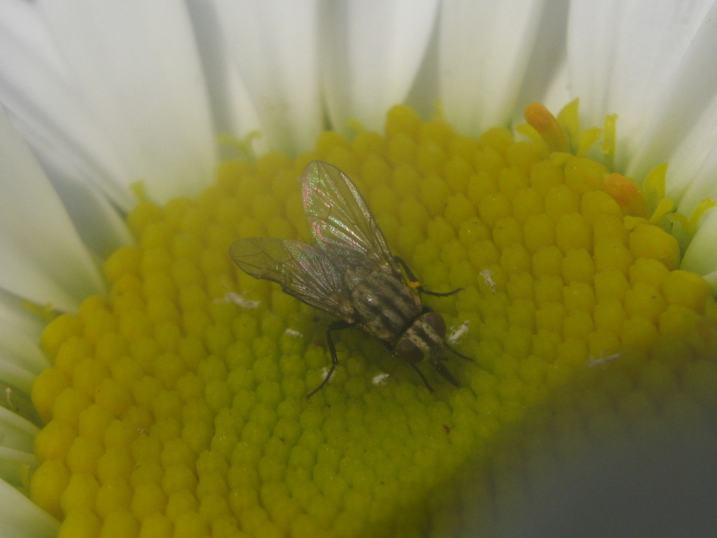 Flesh Flies and Satellite Flies from Santa Emma, Cercado de Lima 15088 ...