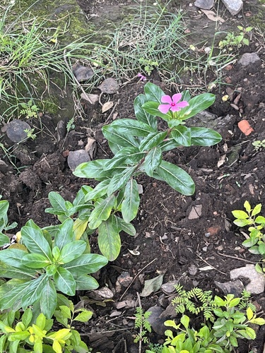 Madagascar Periwinkle