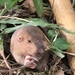 Attwater's Pocket Gopher - Photo (c) ssunshin, all rights reserved