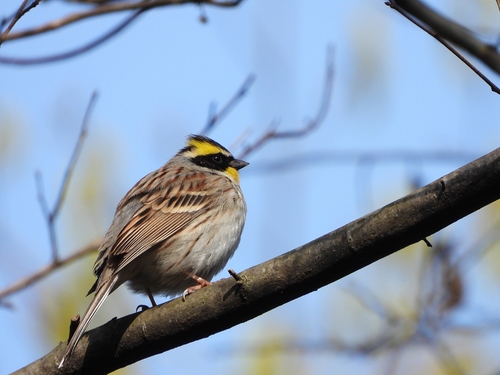 Yellow-throated Bunting