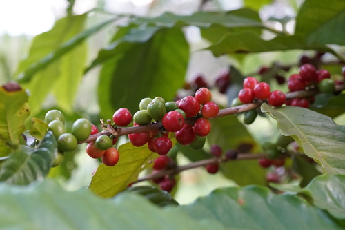 Coffee