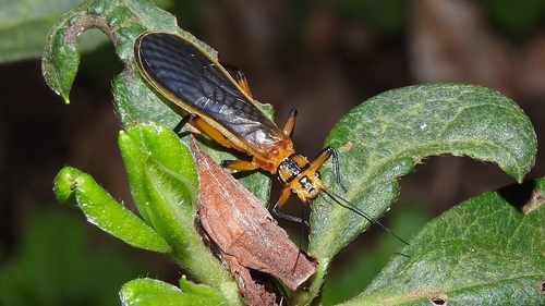 Kamimuria quadrata