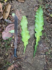 Image of Epiphyllum grandilobum