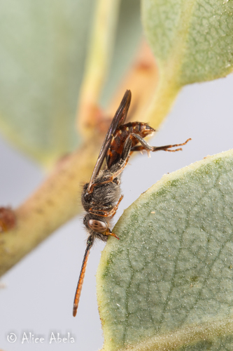 Nomada bifurcata