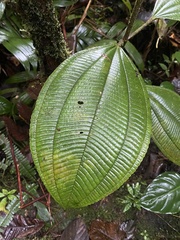 Miconia magnifolia image
