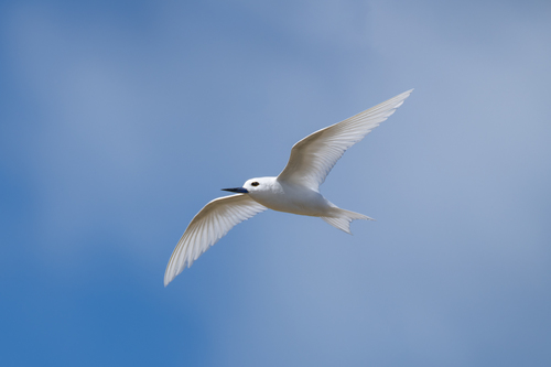Blue-billed White-tern