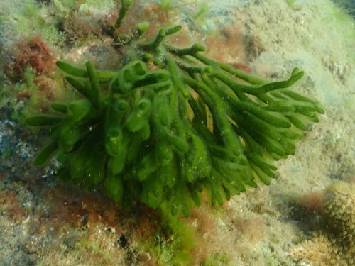 Codium fragile (Suringar) Har.