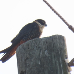 Falco rufigularis image