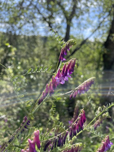 iNaturalist observation photo of hairy vetch