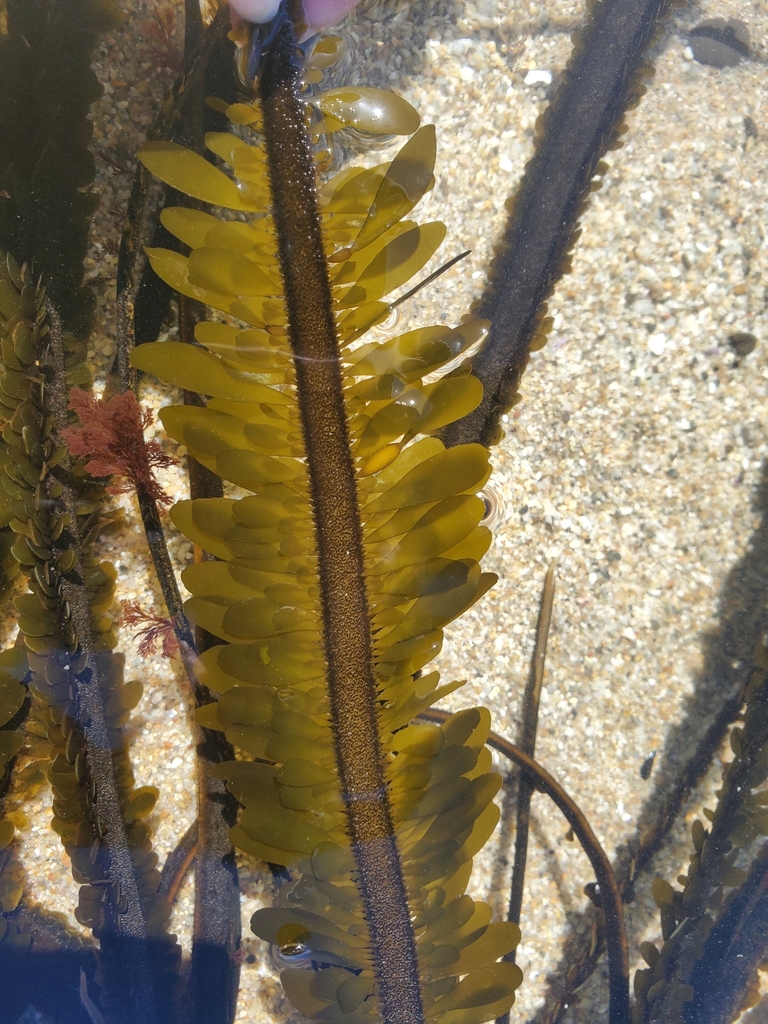 Feather Boa Kelp from Davenport Landing Beach on March 25, 2022 at 11