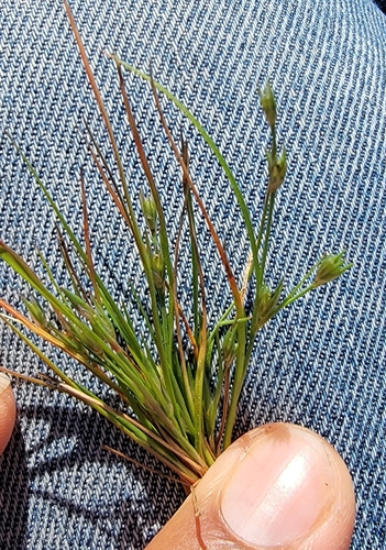 iNaturalist observation photo of Toad rush
