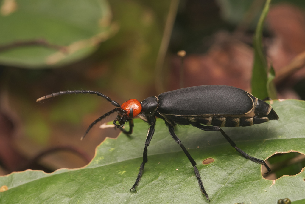 Epicauta hirticornis from 台灣台中市 on April 25, 2020 at 1152 AM by