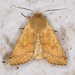 Orthosia pacifica - Photo (c) naturecandids, all rights reserved, uploaded by naturecandids