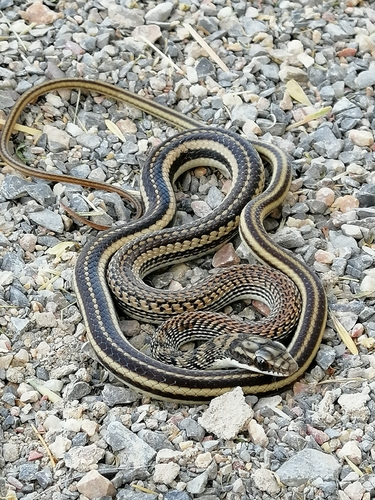Mexican Patchnose Snake