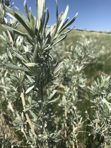 Silver Sagebrush