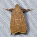 Ochre Parachma Moth - Photo (c) Joseph Connors, all rights reserved, uploaded by Joseph Connors