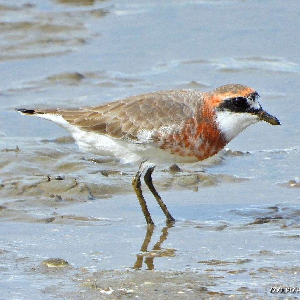 Siberian Sand-Plover photo