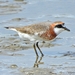 Siberian Sand-Plover - Photo (c) Heath, all rights reserved, uploaded by Heath