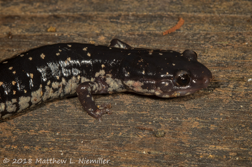 Mississippi Slimy Salamander