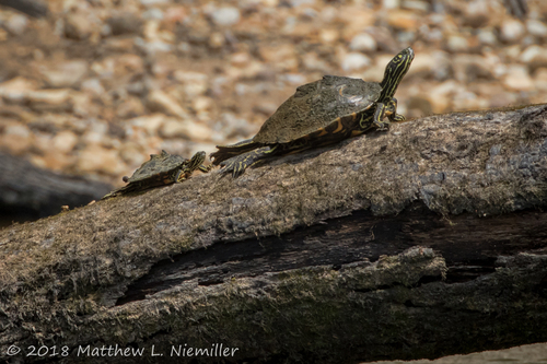 Ringed Map Turtle