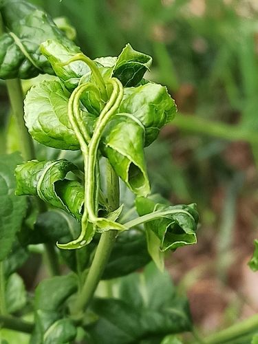 Stenacis euonymi