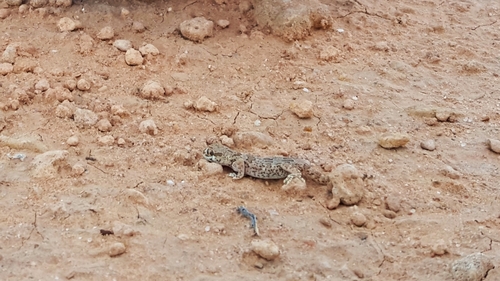 Northern Elegant Gecko