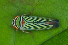 Tylozygus fasciatus image