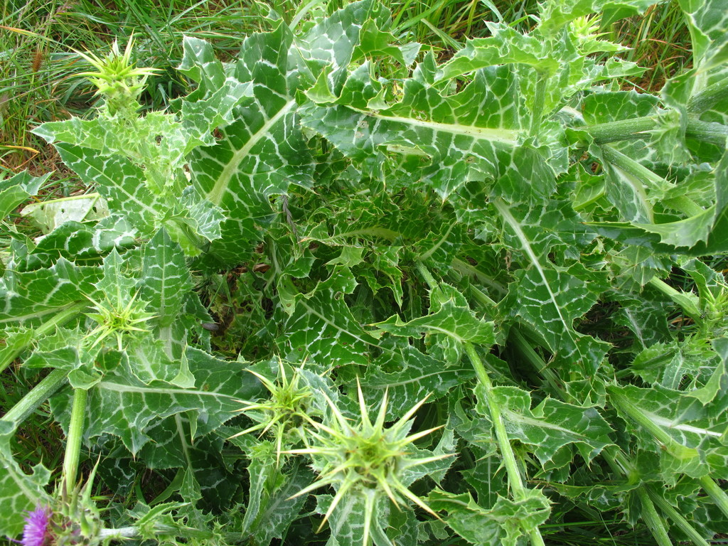 Cardo de leche (Guía de malezas invasoras de Cambria (Invasive Weeds of  Cambria)) · iNaturalist