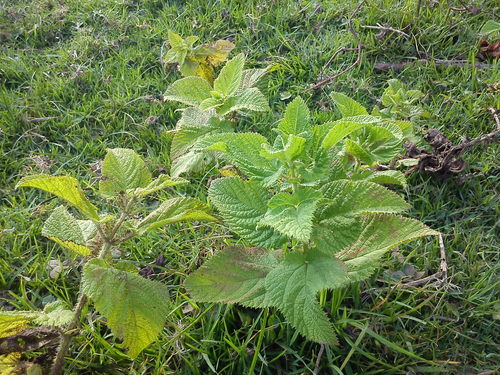 Urtica massaica