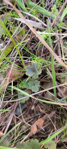 iNaturalist observation photo of Dicots