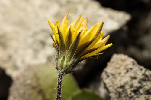 Sacred Hawksbeard