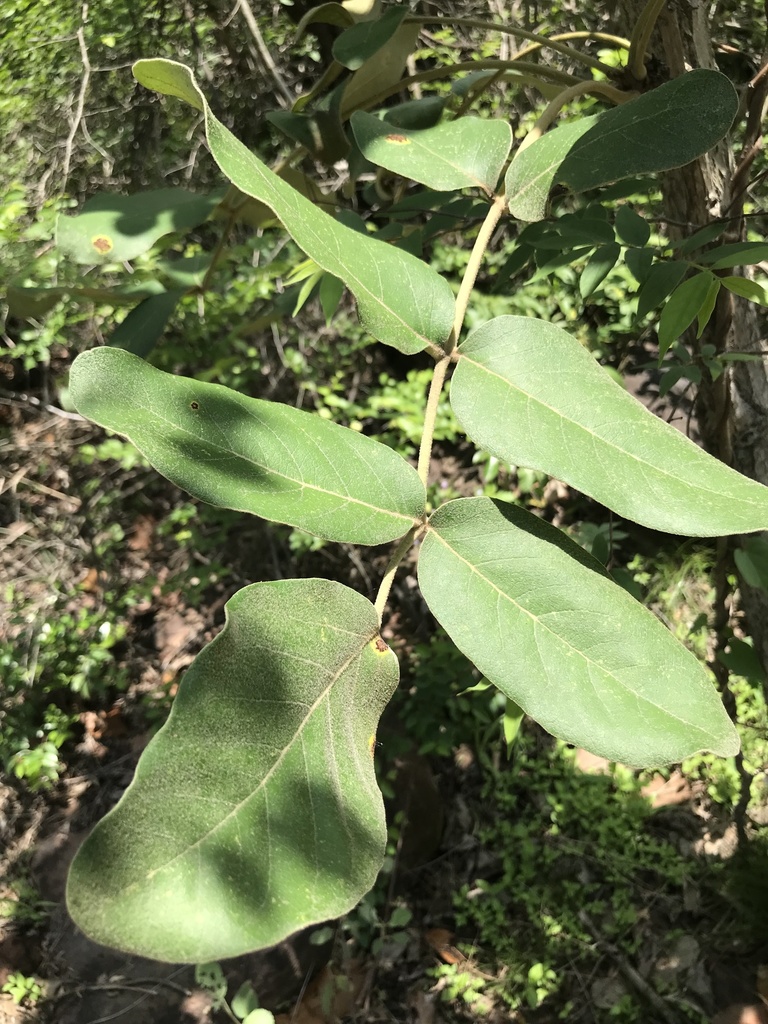 Heterophragma sulfureum (Heterophragma sulfureum)