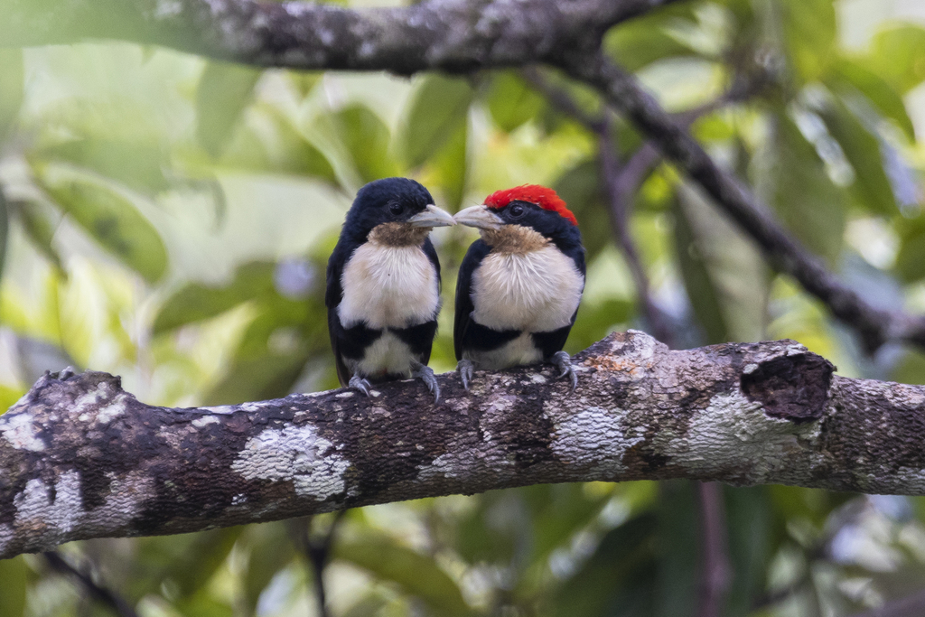 Black-girdled Barbet (Capito dayi) photo