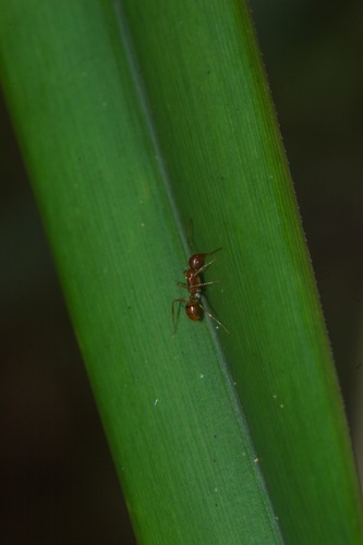 Camponotus reaumuriCamponotus reaumuri