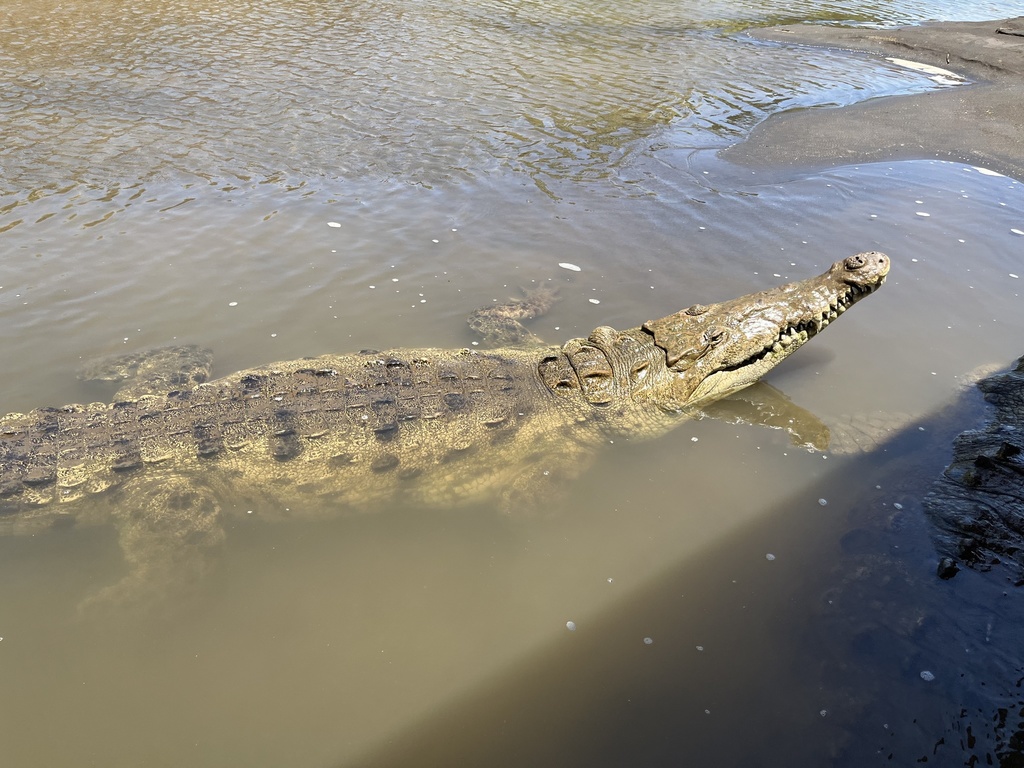 American Crocodile in March 2022 by Murray Fisher · iNaturalist