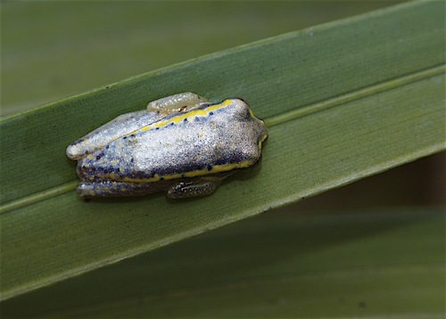 Betsileo Reed Frog