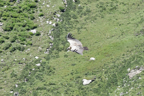 Himalayan Griffon