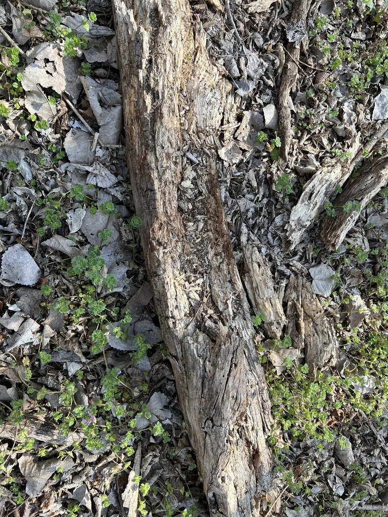 Swamp Rabbit from Dallas, TX, USA on March 26, 2022 at 10:39 AM by ...