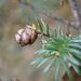 Himalayan Hemlock - Photo (c) Phuentsho's photo archive, all rights reserved, uploaded by Phuentsho's photo archive